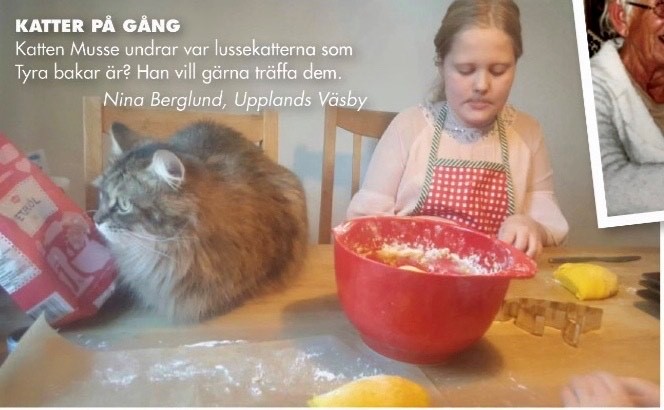 Sibirisk katt Musse